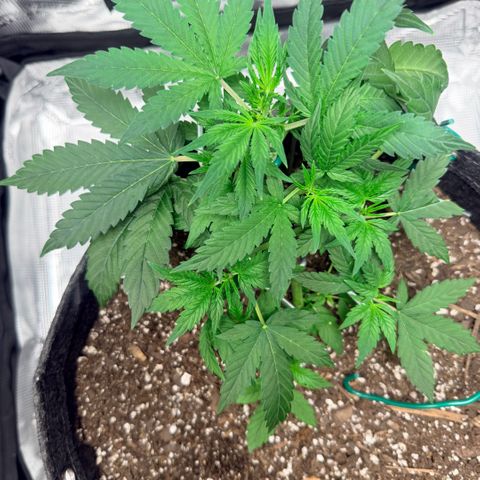 Northern Light Auto RQS growlog timeline photo