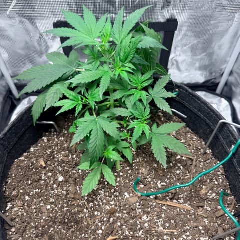 Northern Light Auto RQS growlog timeline photo