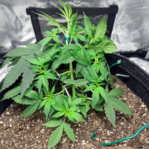 Northern Light Auto RQS growlog timeline photo