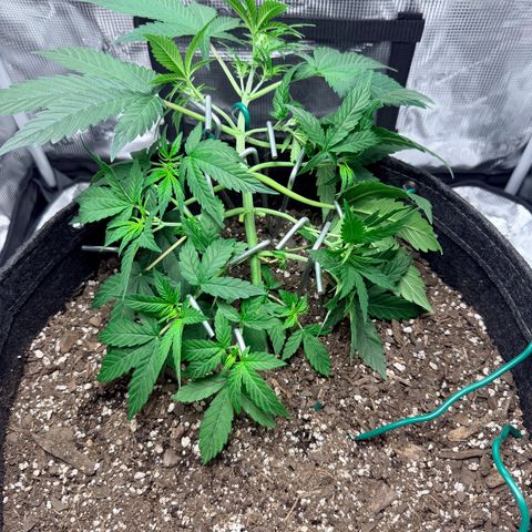 Northern Light Auto RQS growlog timeline photo