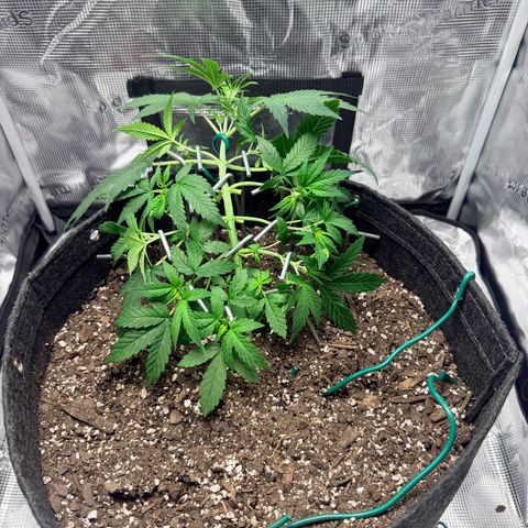 Northern Light Auto RQS growlog timeline photo