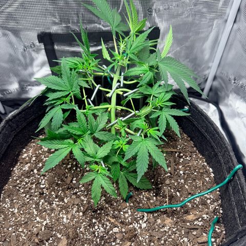 Northern Light Auto RQS growlog timeline photo