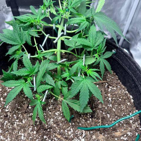 Northern Light Auto RQS growlog timeline photo
