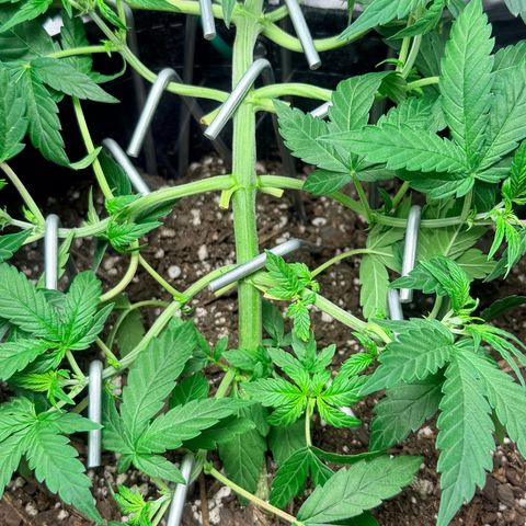 Northern Light Auto RQS growlog timeline photo