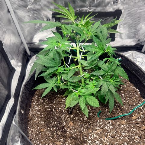 Northern Light Auto RQS growlog timeline photo