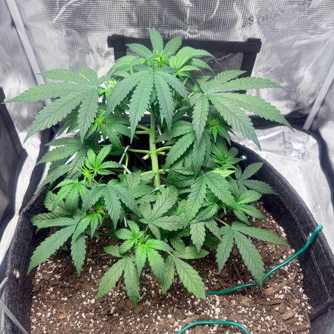 Northern Light Auto RQS growlog timeline photo