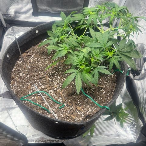 Northern Light Auto RQS growlog timeline photo