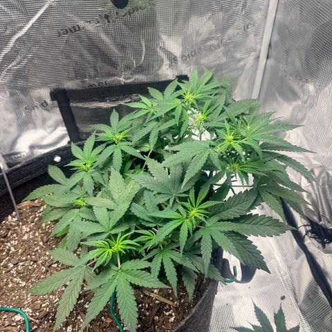 Northern Light Auto RQS growlog photo: Day 39 - Early Flower

Environment:

• Temperature: 76.1°F

• Humidity: 51.6%

• VPD: 1.49 kPa

• Light: 60%

Observations:

Northern Lights Auto is officially in early flower. White pistils are developing well across the canopy, and the stretch is underway. The LST has produced a very even canopy with multiple tops receiving good light exposure. New growth is a healthy lime green, while mature leaves remain a rich green with no signs of nutrient deficiencies, burn, or pests.

The canopy is becoming denser, but airflow and light penetration are still good. No additional pruning was performed today. I'll continue monitoring for fan leaves shading bud sites and plan for a final cleanup after the stretch is complete.

Water:

The soil surface is drying, but the plant is still showing good leaf turgor. Based on pot weight and current moisture levels, watering will likely be needed later today or tomorrow. Water will be pH adjusted to 6.3 to 6.5 and fed according to the FoxFarm early flower schedule.

Overall:

The plant is healthy, responding well to LST