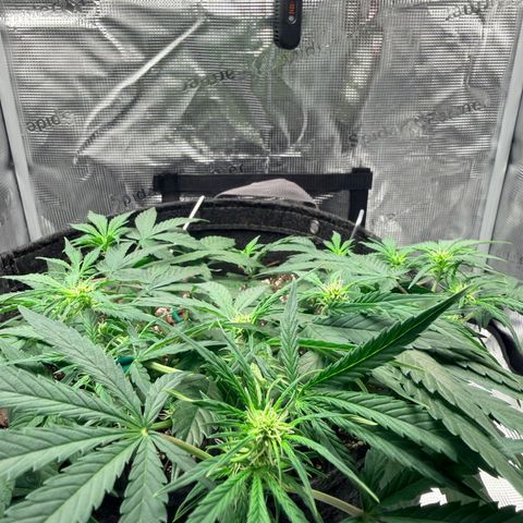 Northern Light Auto RQS growlog timeline photo