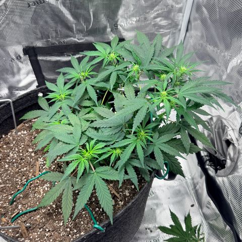 Northern Light Auto RQS growlog timeline photo