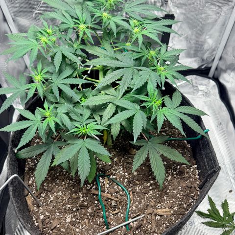 Northern Light Auto RQS growlog timeline photo