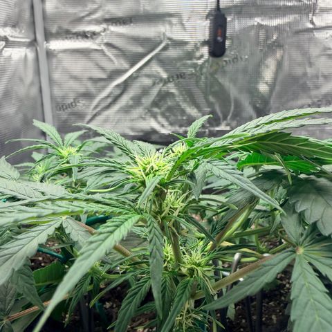 Northern Light Auto RQS growlog timeline photo