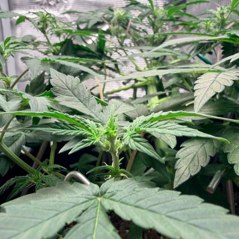 Northern Light Auto RQS growlog timeline photo