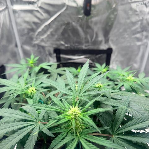 Northern Light Auto RQS growlog timeline photo