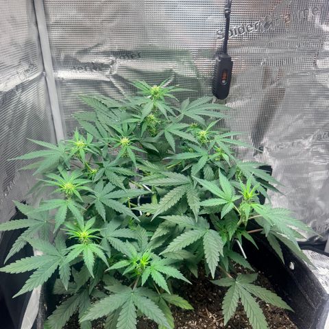 Northern Light Auto RQS growlog timeline photo