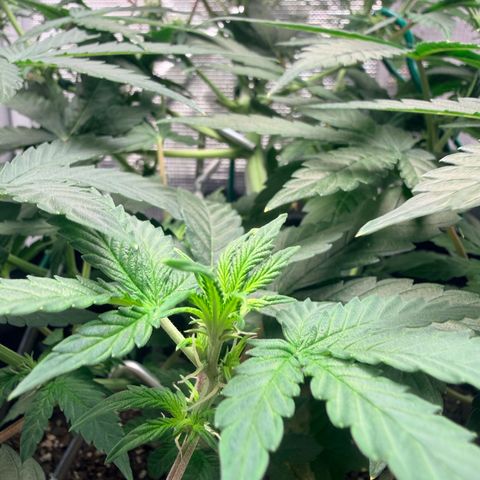 Northern Light Auto RQS growlog timeline photo