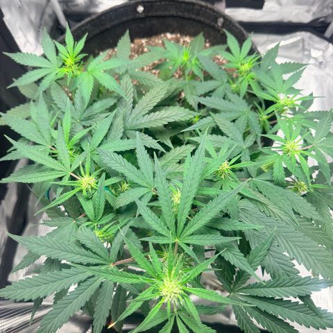 Northern Light Auto RQS growlog timeline photo