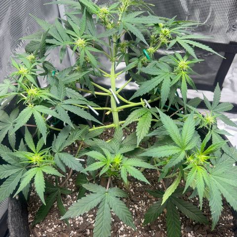 Northern Light Auto RQS growlog timeline photo