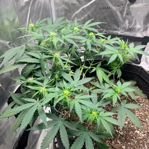 Northern Light Auto RQS growlog timeline photo