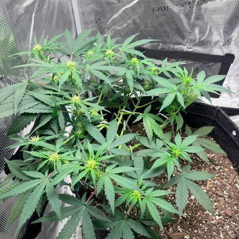 Northern Light Auto RQS growlog timeline photo