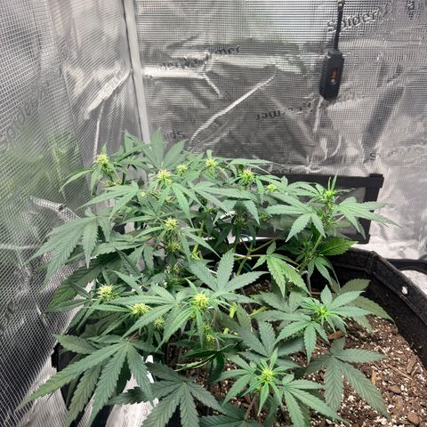 Northern Light Auto RQS growlog timeline photo