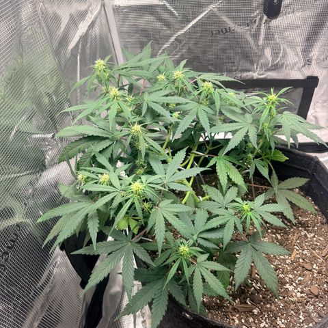 Northern Light Auto RQS growlog timeline photo