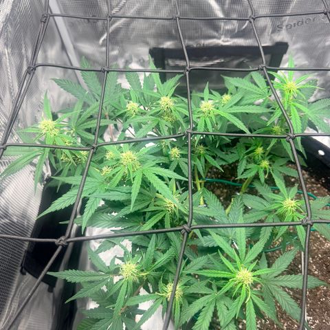 Northern Light Auto RQS growlog timeline photo