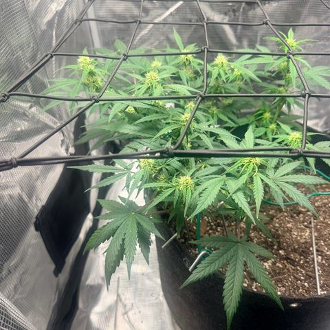 Northern Light Auto RQS growlog timeline photo