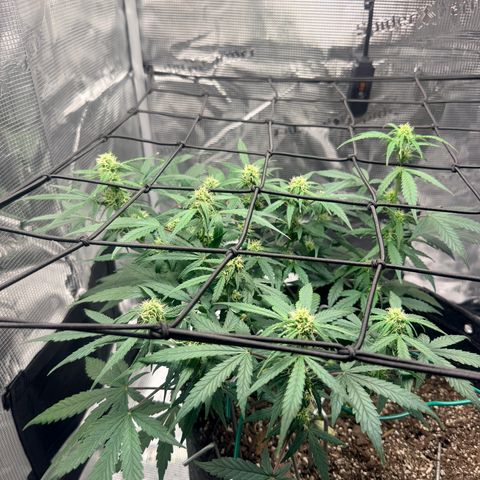 Northern Light Auto RQS growlog timeline photo