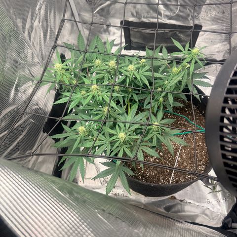 Northern Light Auto RQS growlog timeline photo