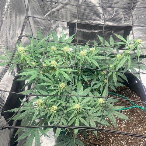 Northern Light Auto RQS growlog timeline photo