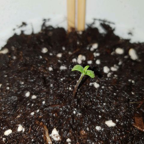 Florinda growlog timeline photo