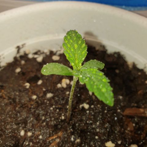 Florinda growlog timeline photo