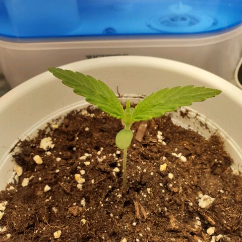Florinda growlog timeline photo