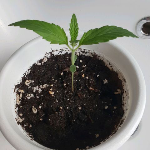 Florinda growlog timeline photo