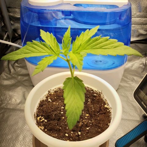 Florinda growlog timeline photo