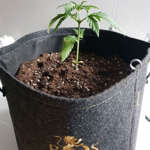 Florinda growlog timeline photo