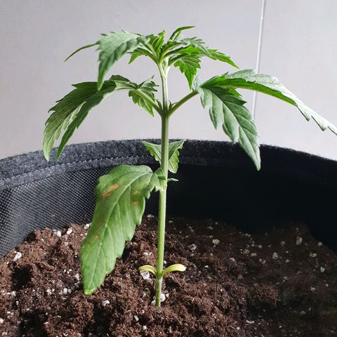 Florinda growlog timeline photo