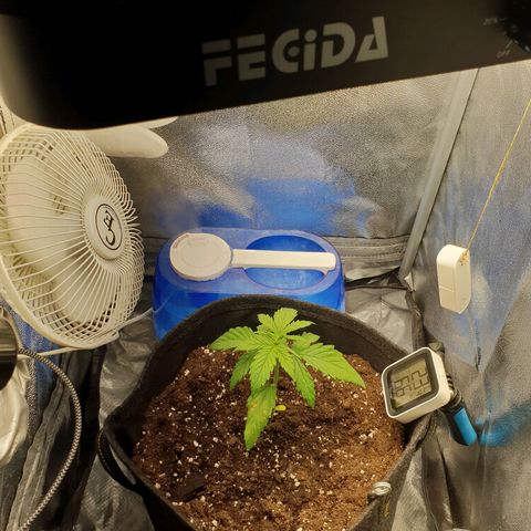 Florinda growlog timeline photo