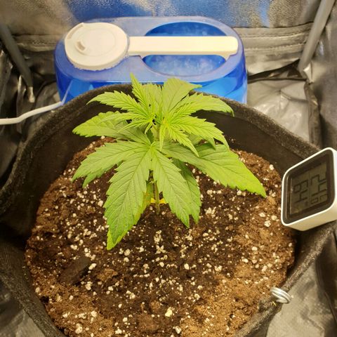 Florinda growlog timeline photo