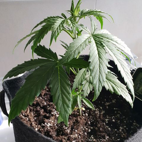 Florinda growlog timeline photo