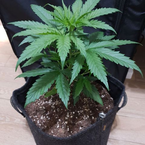 Florinda growlog timeline photo