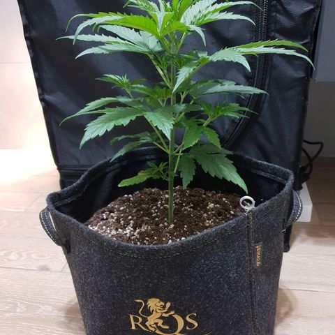 Florinda growlog timeline photo