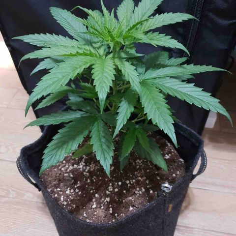 Florinda growlog timeline photo