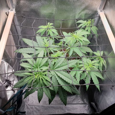 Florinda growlog timeline photo