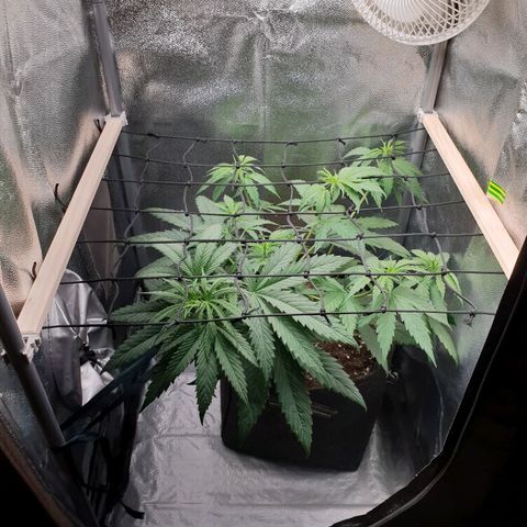 Florinda growlog timeline photo
