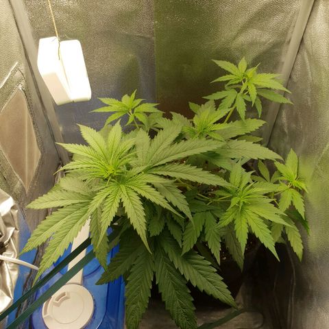 Florinda growlog timeline photo