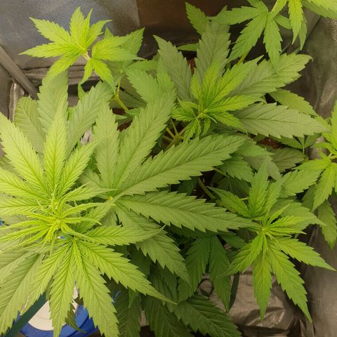 Florinda growlog timeline photo