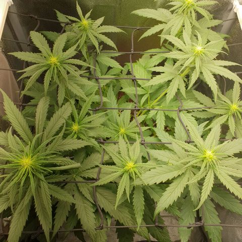 Florinda growlog timeline photo