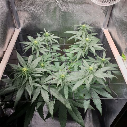 Florinda growlog timeline photo